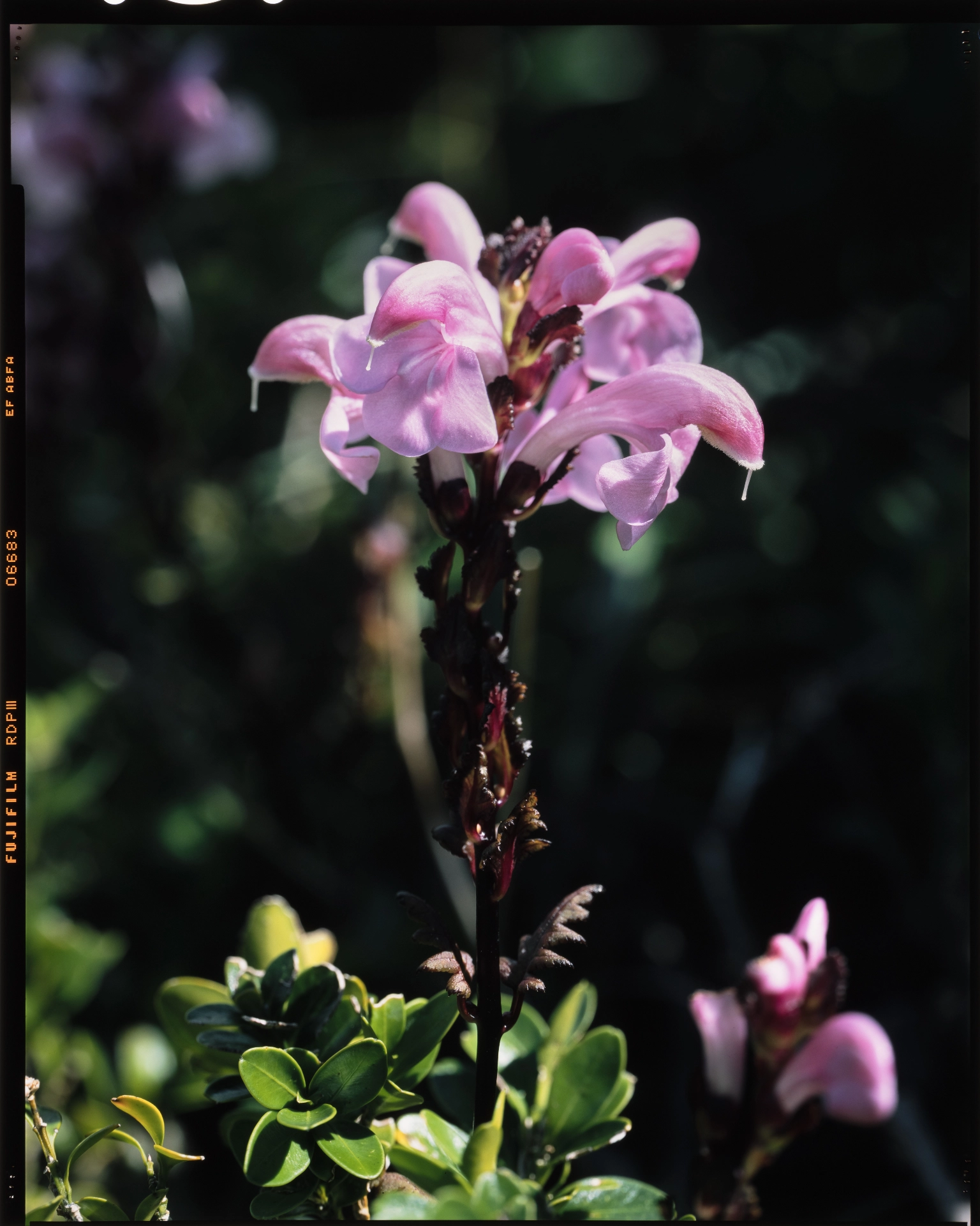 Pedicularis ochiaiana